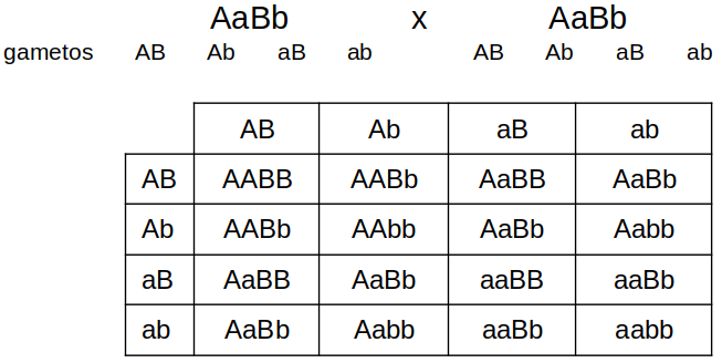 Dihíbridos